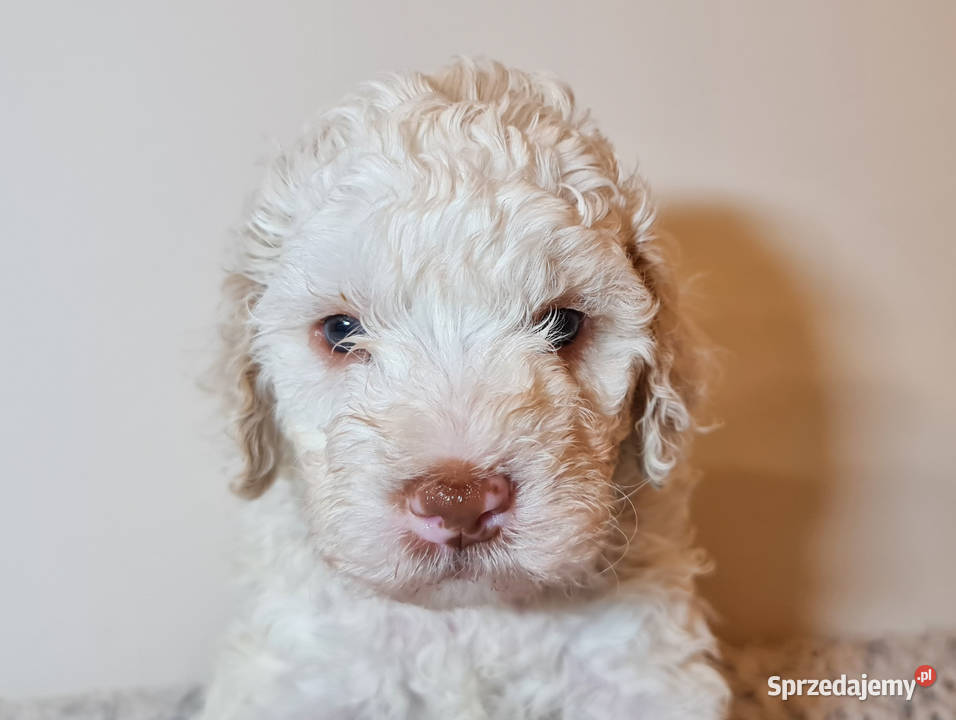 Szczenięta Lagotto Romagnolo utytułowanych Pozostałe opolskie Nysa