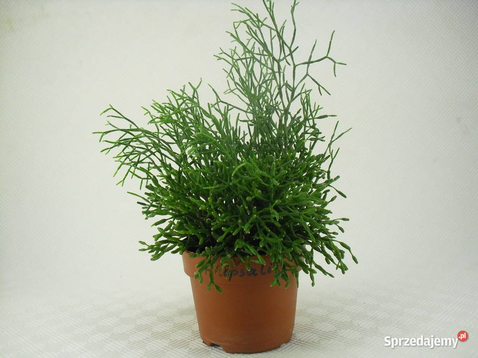 Kwiaty RHIPSALIS PAŁECZNIKI Bielawa