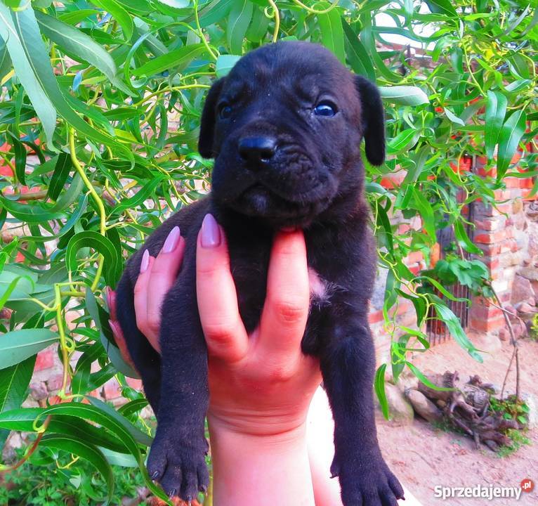 Szczeniaki DOGO CANARIO Dolina Rosy FCI lubelskie Stoczek Łukowski sprzedam