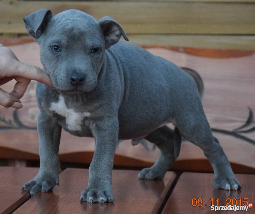American Staffordshire Terrier Zwierzęta