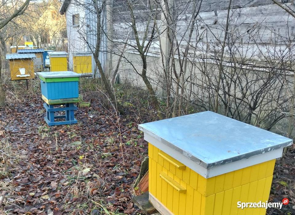 Pszczoły na ramkach w zwykła wposzerzana dadant sprzedam