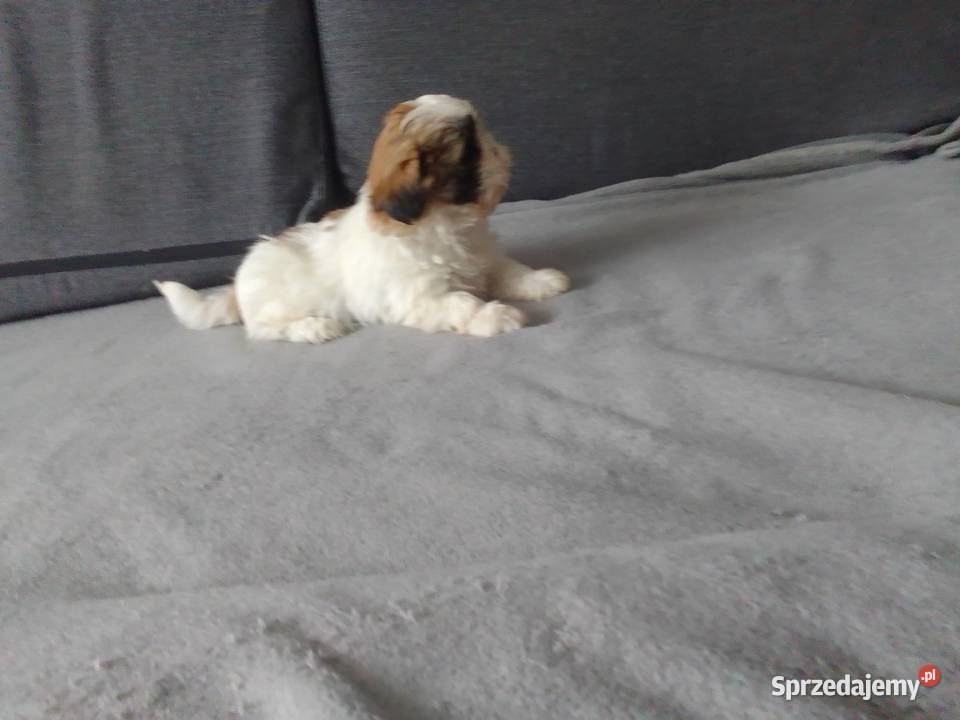 Shih tzu szczeniaki