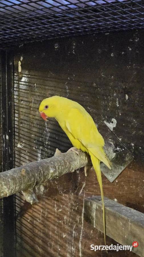 Aleksandretta obrożna lutino Bydgoszcz