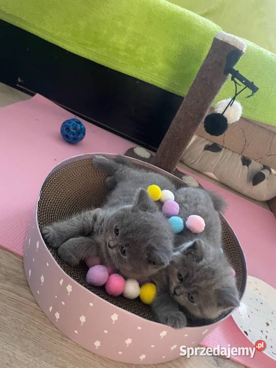 Kot brytyjski Mieroszyno
