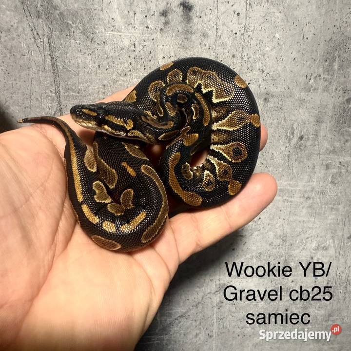 Wąż królewski Grodzisk Mazowiecki