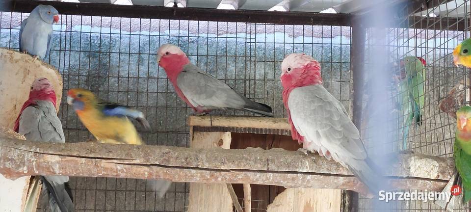 Kakadu różowe samica 2023 Wodzisław Śląski sprzedam