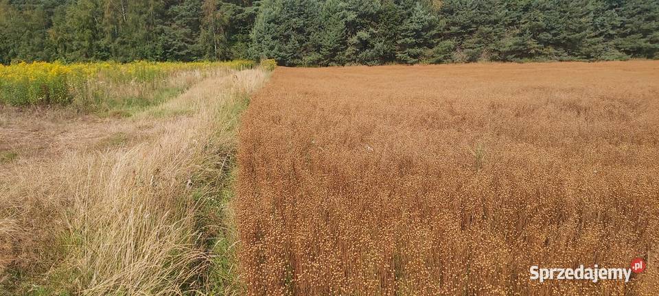 Len oleisty siemię lniane Wojcieszyce sprzedam