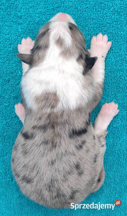 Piękny szczeniak BORDER COLLIE z Hodowli Rasowy sprzedam