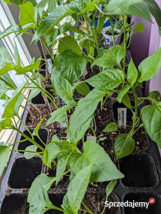 Ogórek Palczik Kustowoj Roznasol Rosyjskie sprzedam