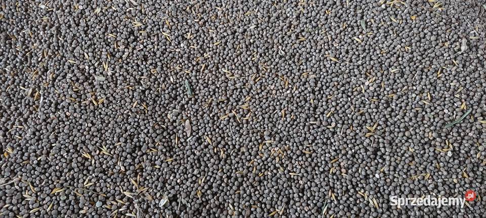 Łubin gorzki wielkopolskie Ślesin