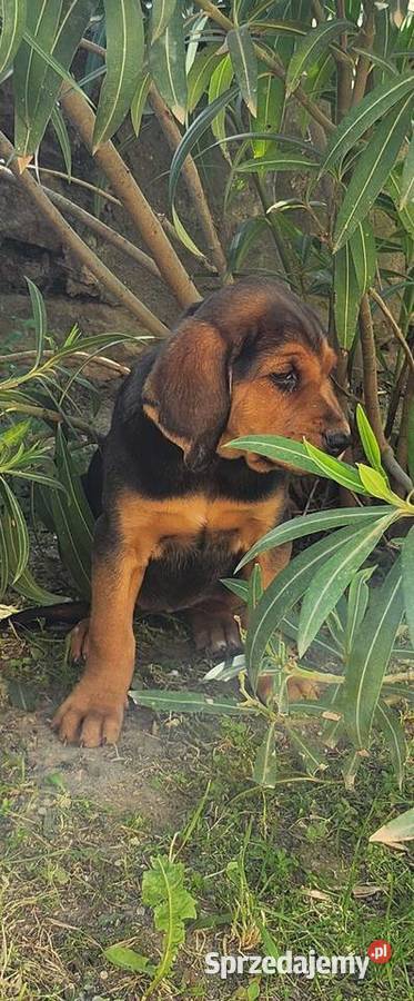 SZCZENIETA OGARA POLSKIEGO ZWYCIESCY SWIATA RAS łódzkie Ozorków