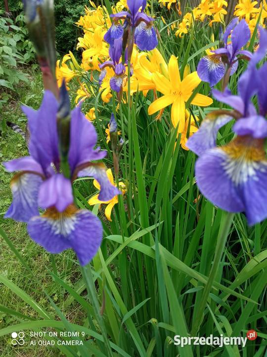 Irys syberyjski sadzonki Nowy Sącz