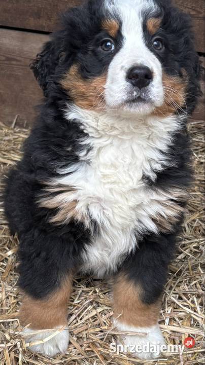 Berneński pies pasterski suczka Berneński Pies Pasterski podkarpackie Otałęż