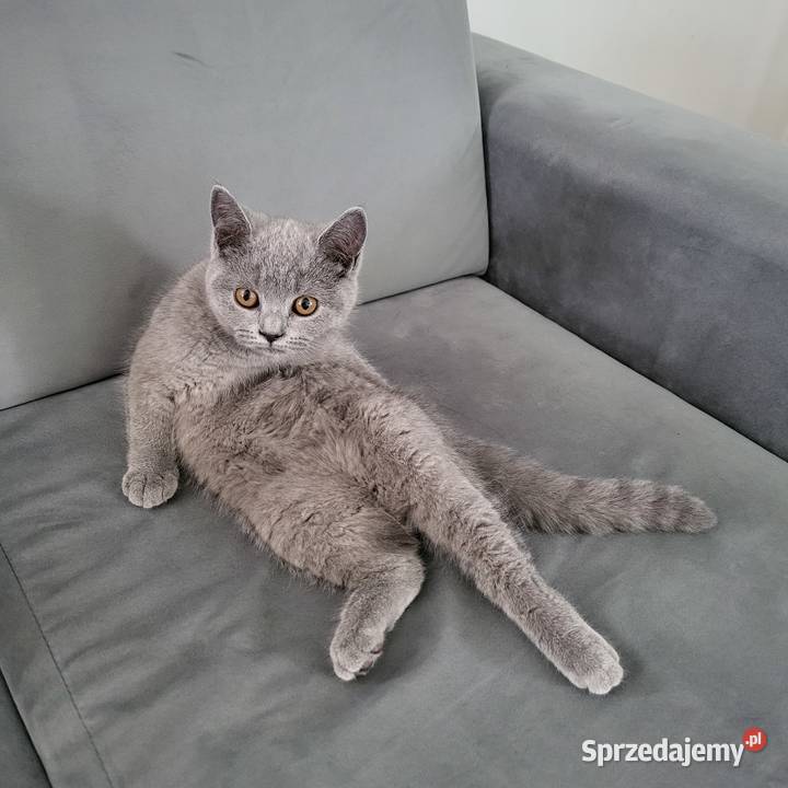 Oddam kotkę w ręce Piękna Dąbrówki