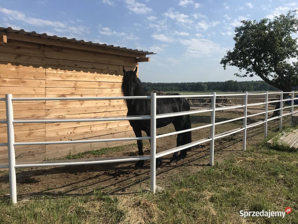 Ogrodzenie koni białe pcv słupki lonżownik Inowrocław