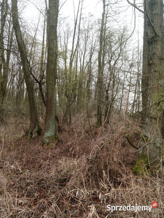Olszyna drewno sprzedam Jasionka