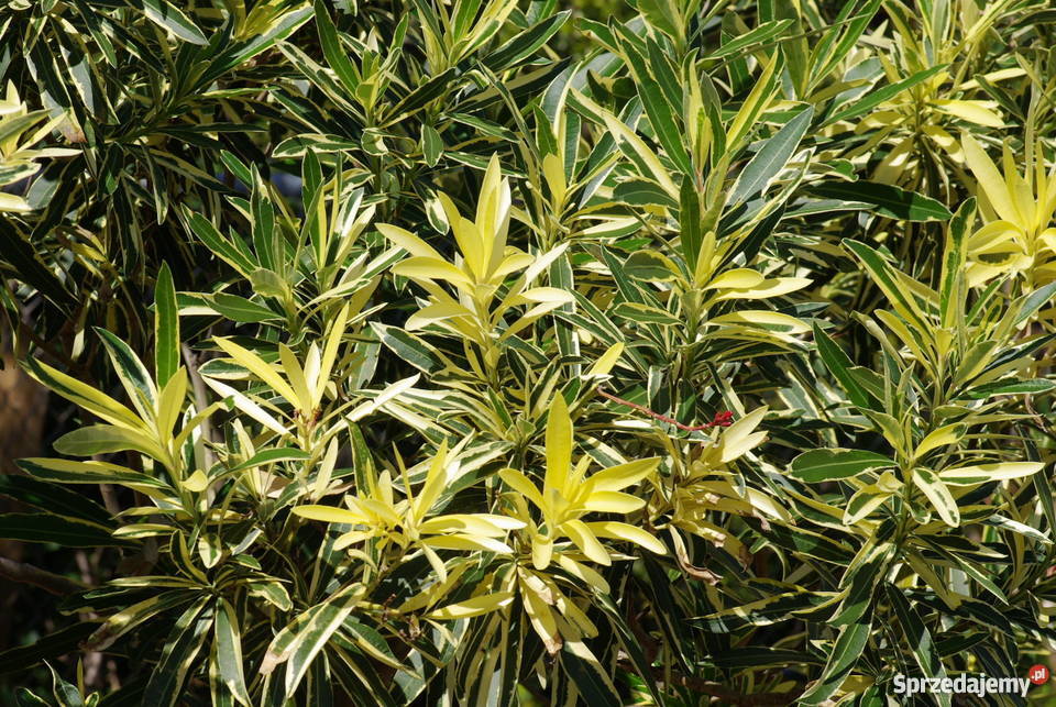 Szczepki oleander