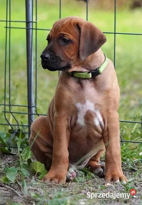 Rhodesian Ridgeback szczenię niestandartowe łódzkie Dłutów