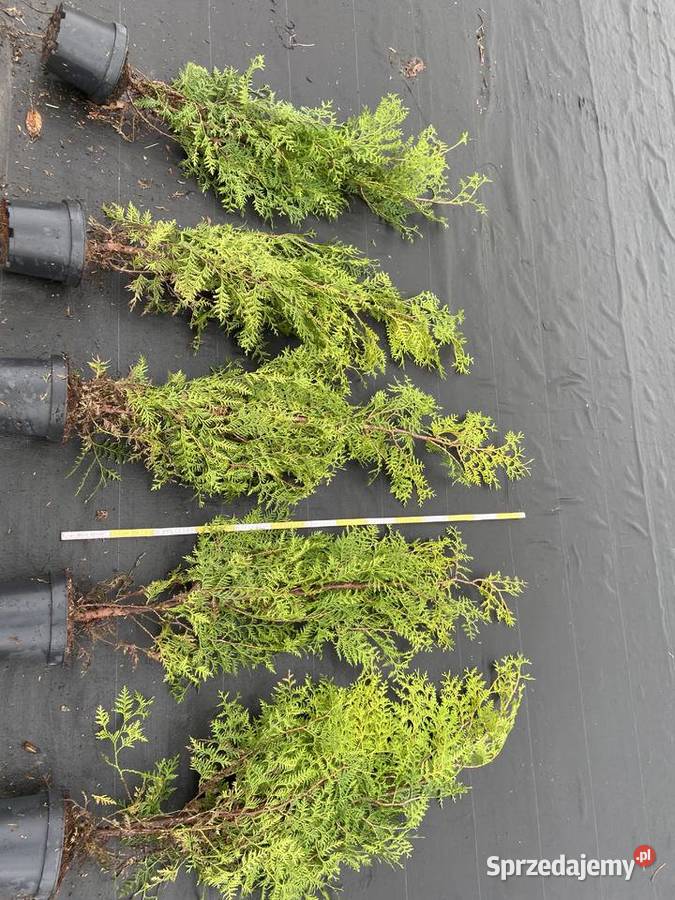 Tuja Brabant 120160 Iglaste Borzyszkowo sprzedam