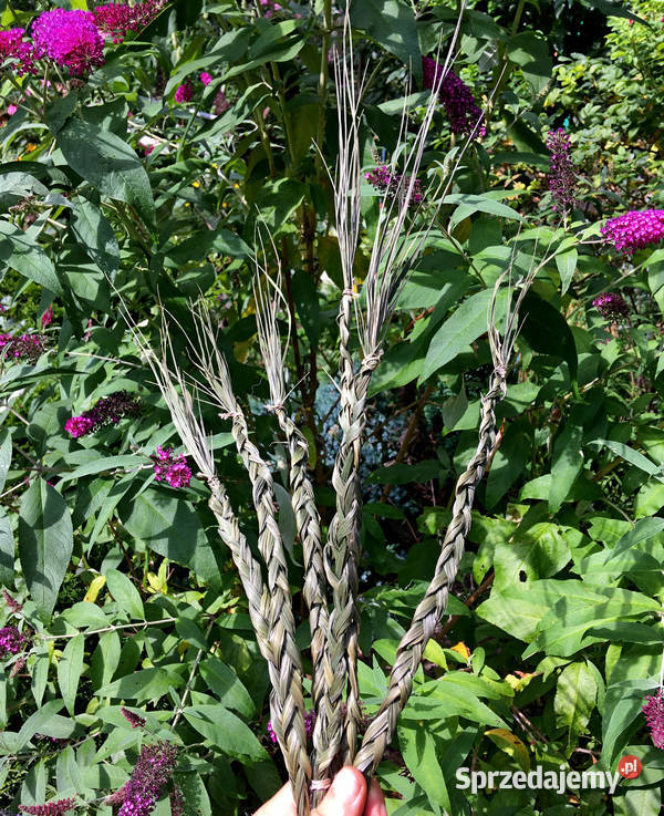 Turówka wonna żubrówka kadzidło warkocz Indianie