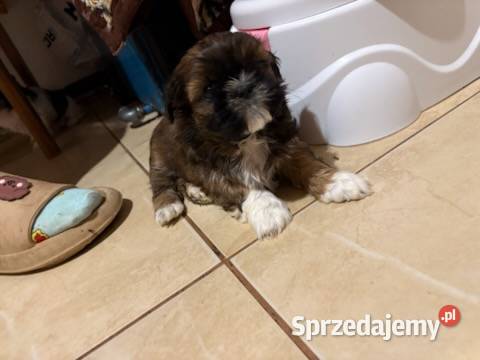 Suczka shih tzu mazowieckie Lekowo