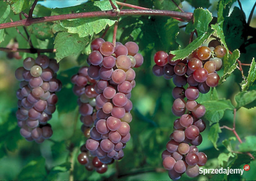 WINOROŚL SWENSON RED Vitis sadzonki w doniczkach Rośliny Ustronie