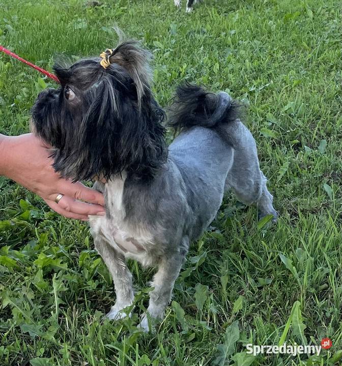 Lhasa apso suczka do hodowli Kęty