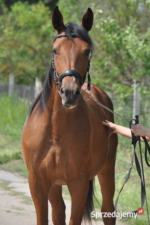 Klacz dwulatka przyszłościowa Konie mazowieckie Mogielnica