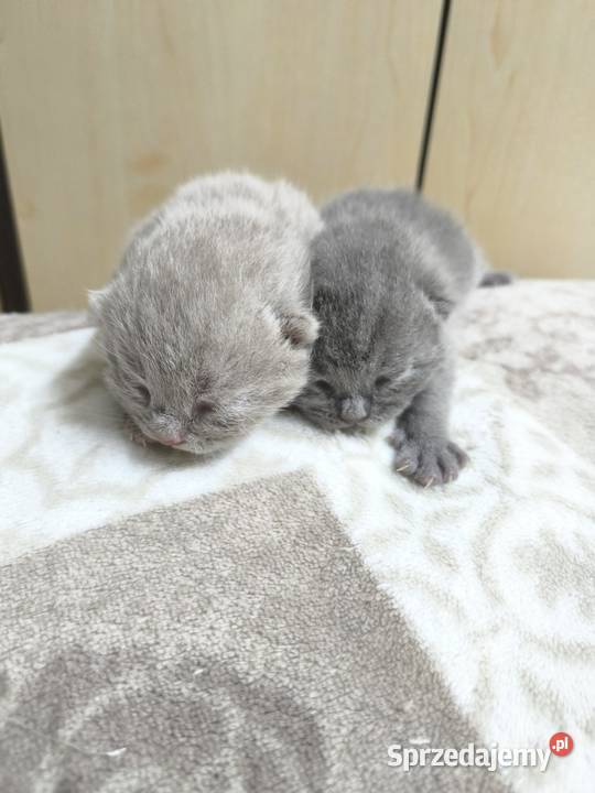 Kot brytyjski kocurki rodowód liliowy blue Wągrowiec