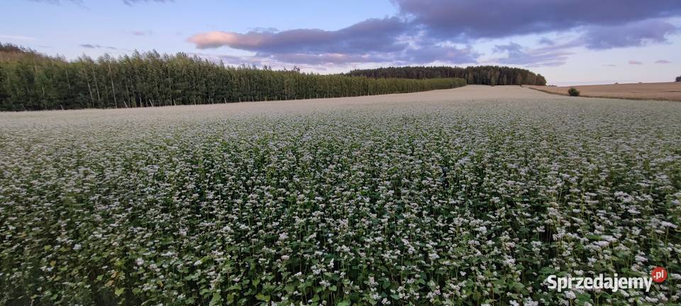 Gryka 2025 nasiona poplon