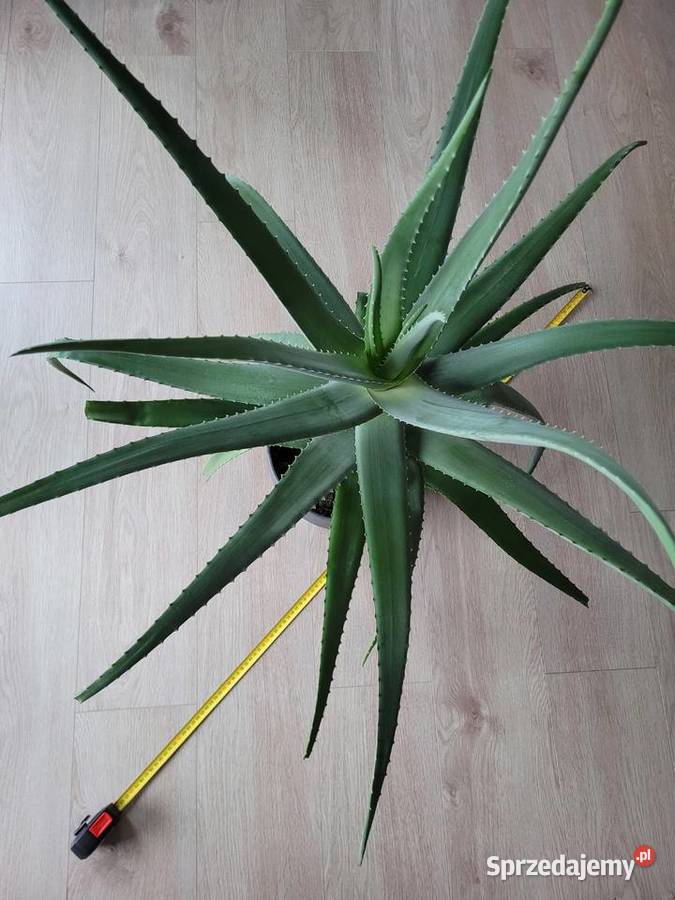 Aloes 100 rozpiętości i wysokości z doniczką Poznań