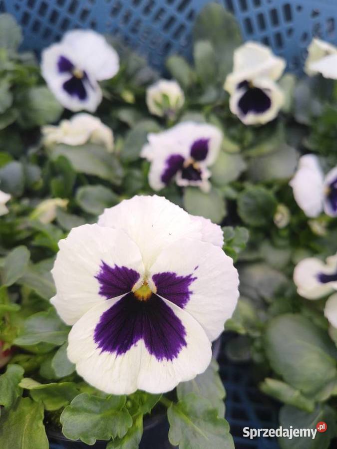 Sprzedam bratki Dziurów