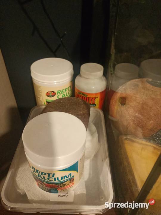 Jaszczurki duży zestaw małopolskie Niedźwiedź sprzedam