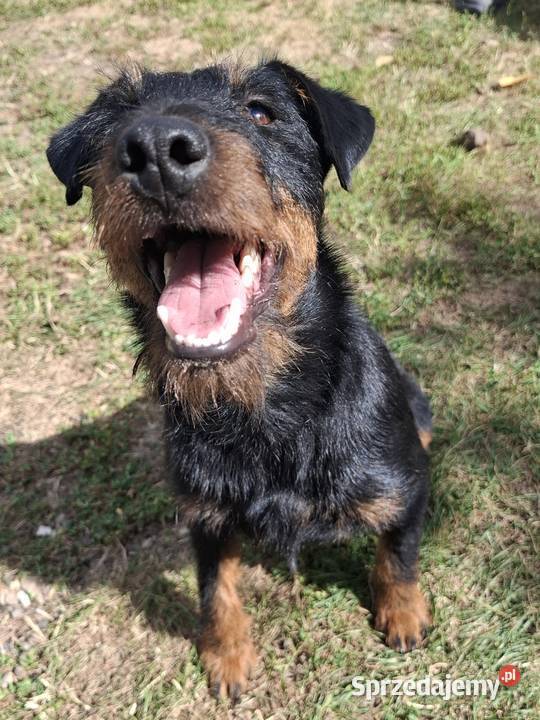 Terier Niemiecki Suczka Annopol sprzedam