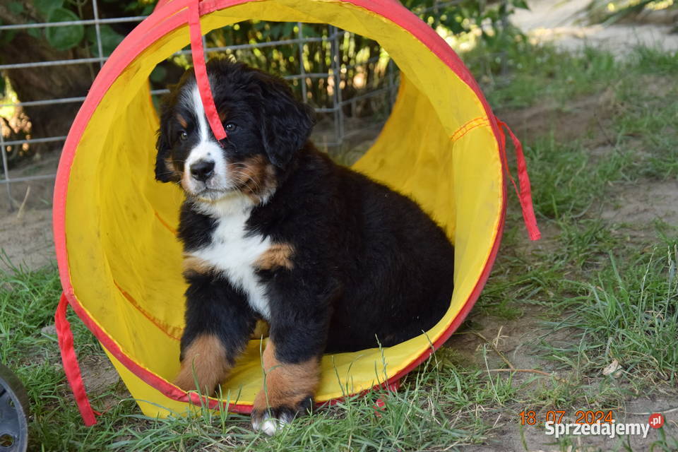 berneński pies pasterski zkwp Rogoźnik
