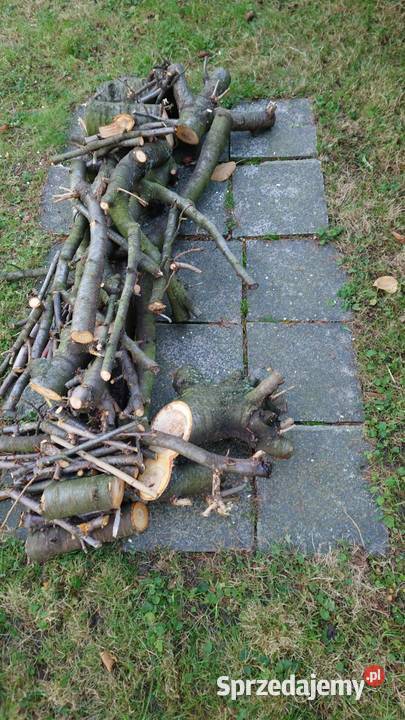 drewno z czereśni Trzebnica