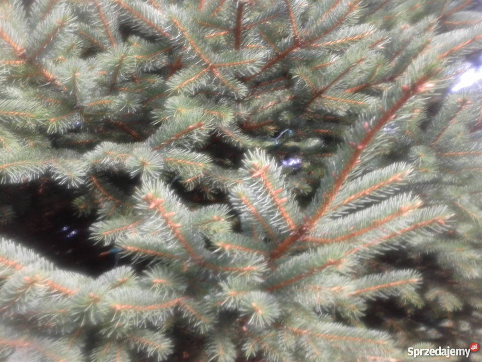 Choinka żywa PRZEPIĘKNA