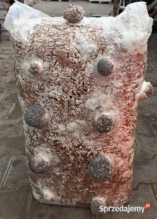 Grzybnia BOCZNIAKA duża kostka około 15 HIT Cieszyn