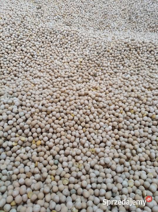 Groch siewny batuta Bobrowniki Wielkie