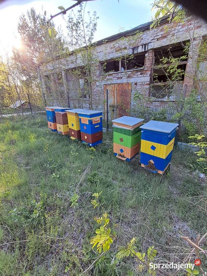 Pakiety Odkłady Pszczoły Odrzywół sprzedam