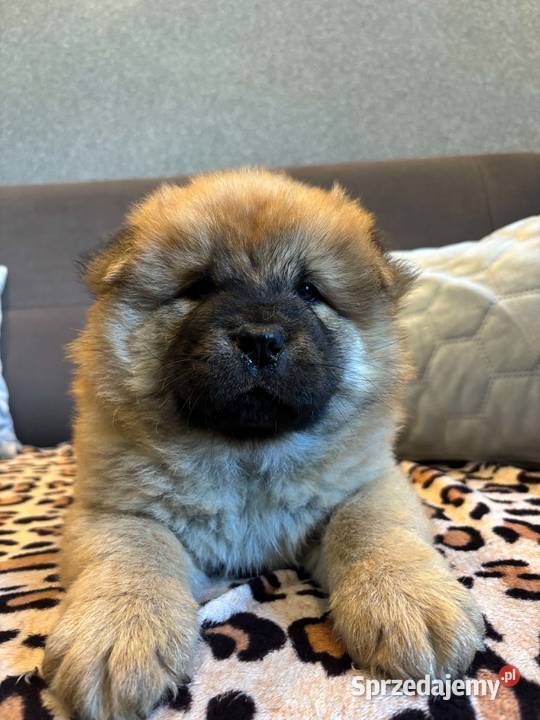 Chow Chow Mrągowo