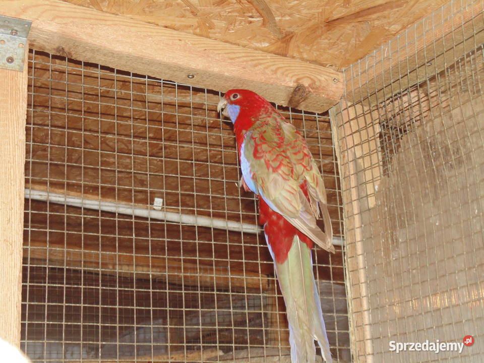 rozela królewska Ptaki śląskie Racibórz sprzedam