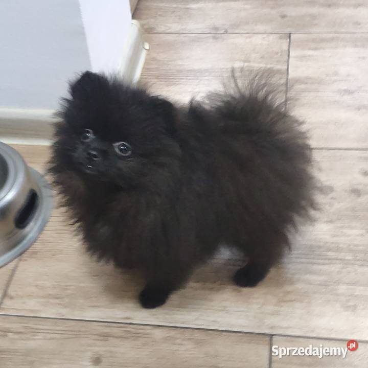 Szpic miniaturowy pomeranian piękny piesek hot Zblewo sprzedam