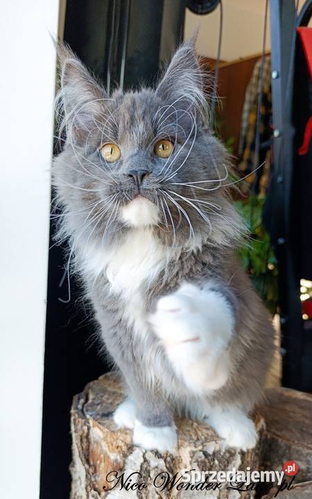 Niebieski z białym Maine Coon FPL Gdańsk