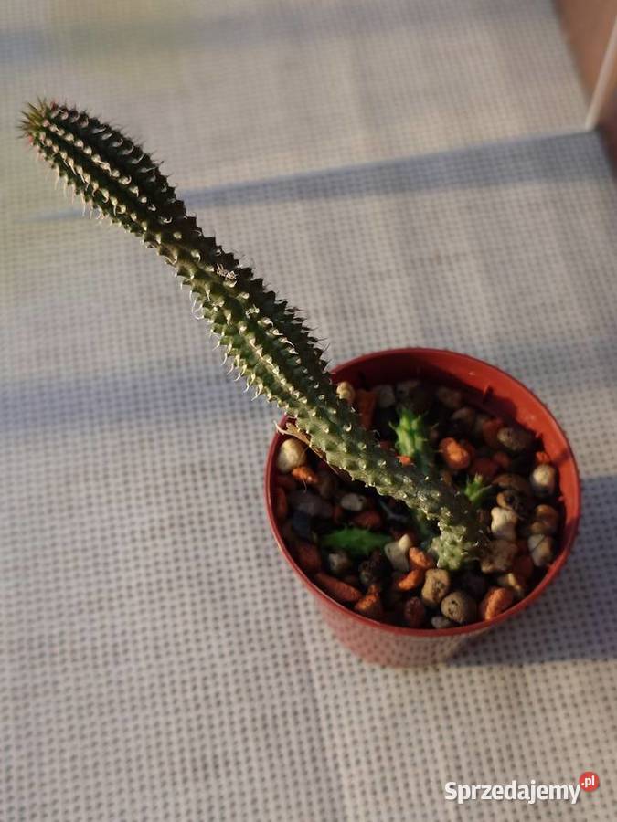 Echidnopsis chrysantha sukulent miniatura Warszawa