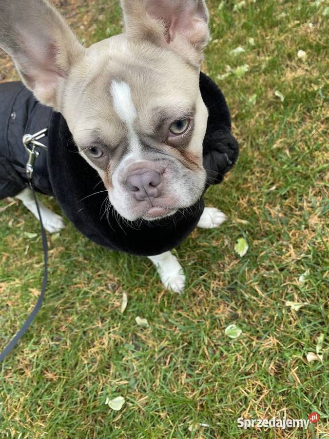 Suczka buldoga francuskiego dolnośląskie Wrocław sprzedam