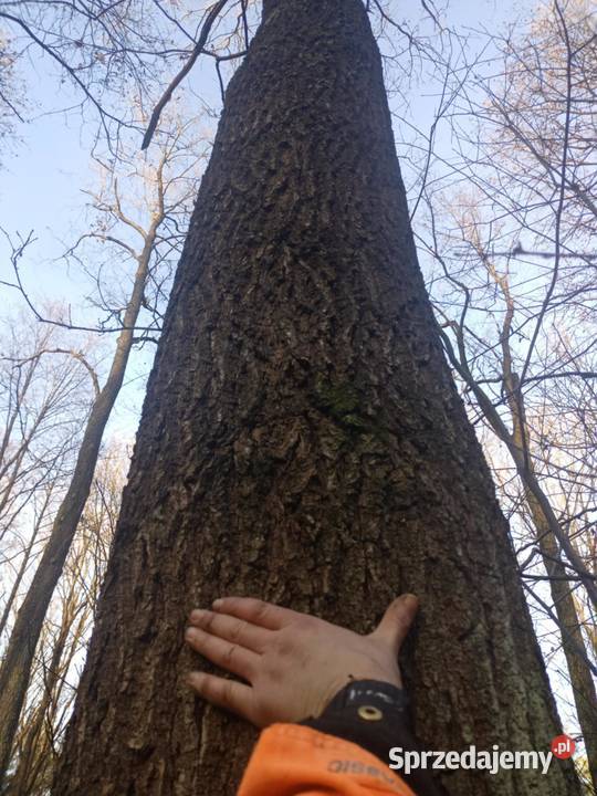 sprzedam las ponad 9 hektara podkarpackie 5zł/m2 podkarpackie Załuże sprzedam