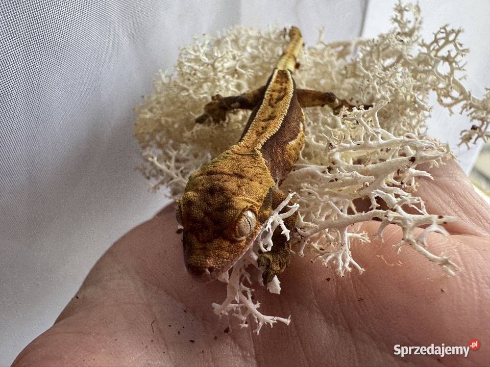 Młodziutki gekon orzęsiony śląskie