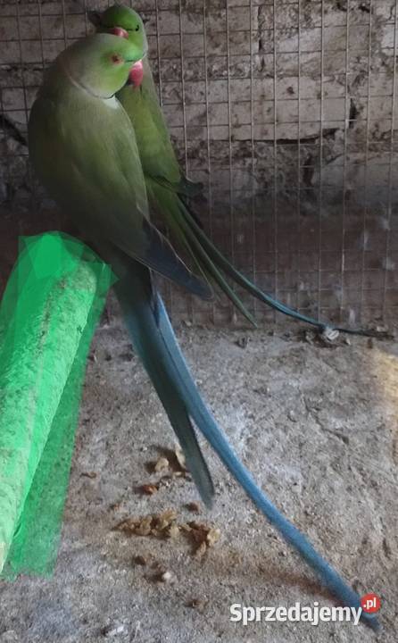 Papugi aleksandrety obrożnej śląskie Wodzisław Śląski sprzedam