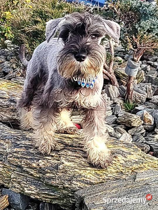 Sznaucer miniaturowy rodowodowe szczenięta Radomsko